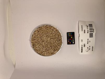 Click for 1 image(s) for this accession. SEED